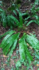 Asplenium scolopendrium