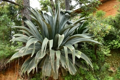 Agave atrovirens