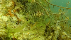 Oxylebius pictus
