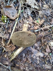 Porphyrellus sordidus