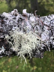 Usnea subfloridana