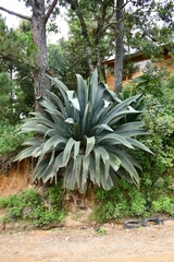 Agave atrovirens