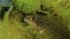 Hexagrammos decagrammus