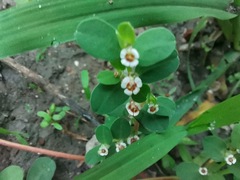 Euphorbia albomarginata