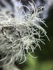 Usnea subfloridana