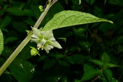 Jaltomata procumbens