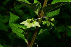 Jaltomata procumbens