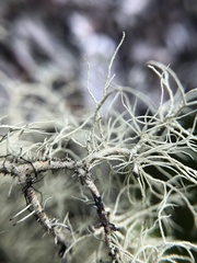 Usnea subfloridana