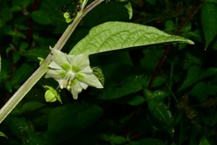 Jaltomata procumbens