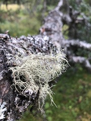 Usnea subfloridana
