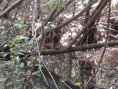 Melanochelys trijuga