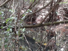 Melanochelys trijuga