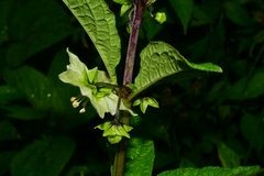 Jaltomata procumbens