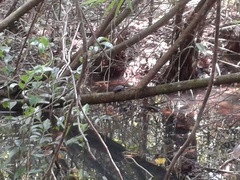 Melanochelys trijuga