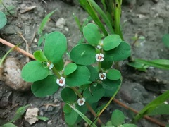Euphorbia albomarginata