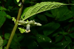 Jaltomata procumbens