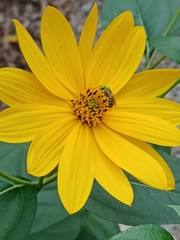 Agapostemon splendens