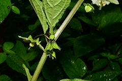 Jaltomata procumbens