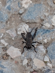 Melanogryllus desertus