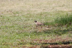 Vanellus coronatus