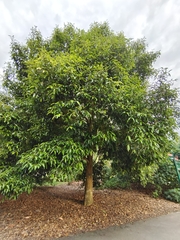 Calophyllum soulattri