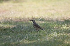 Turdus litsitsirupa
