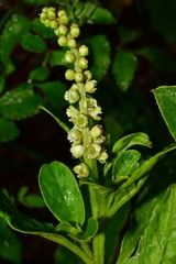 Phytolacca octandra
