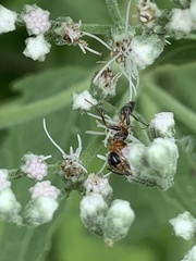 Pseudomyrmex gracilis