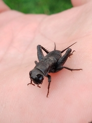 Melanogryllus desertus