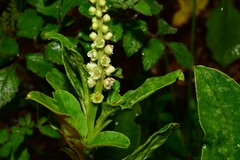 Phytolacca octandra