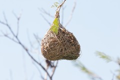 Ploceus velatus