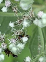 Pseudomyrmex gracilis