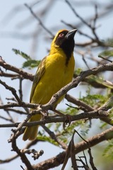 Ploceus velatus