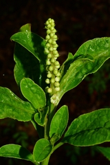 Phytolacca octandra