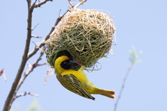 Ploceus velatus