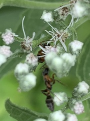 Pseudomyrmex gracilis