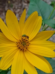 Agapostemon splendens