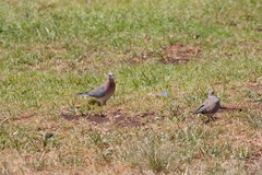 Streptopelia senegalensis