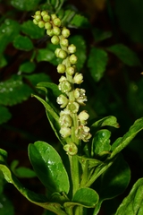 Phytolacca octandra