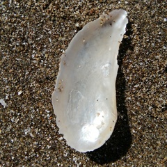 Pandora inaequivalvis