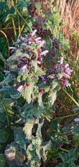 Ballota nigra