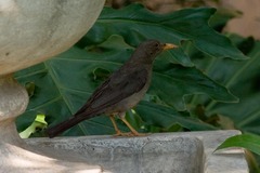 Turdus smithi