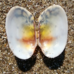 Ruditapes philippinarum