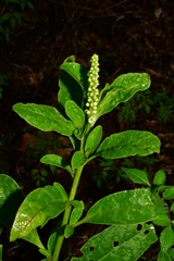Phytolacca octandra