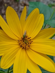 Agapostemon splendens