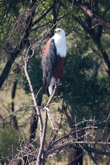 Haliaeetus vocifer
