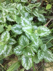 Lamium galeobdolon argentatum