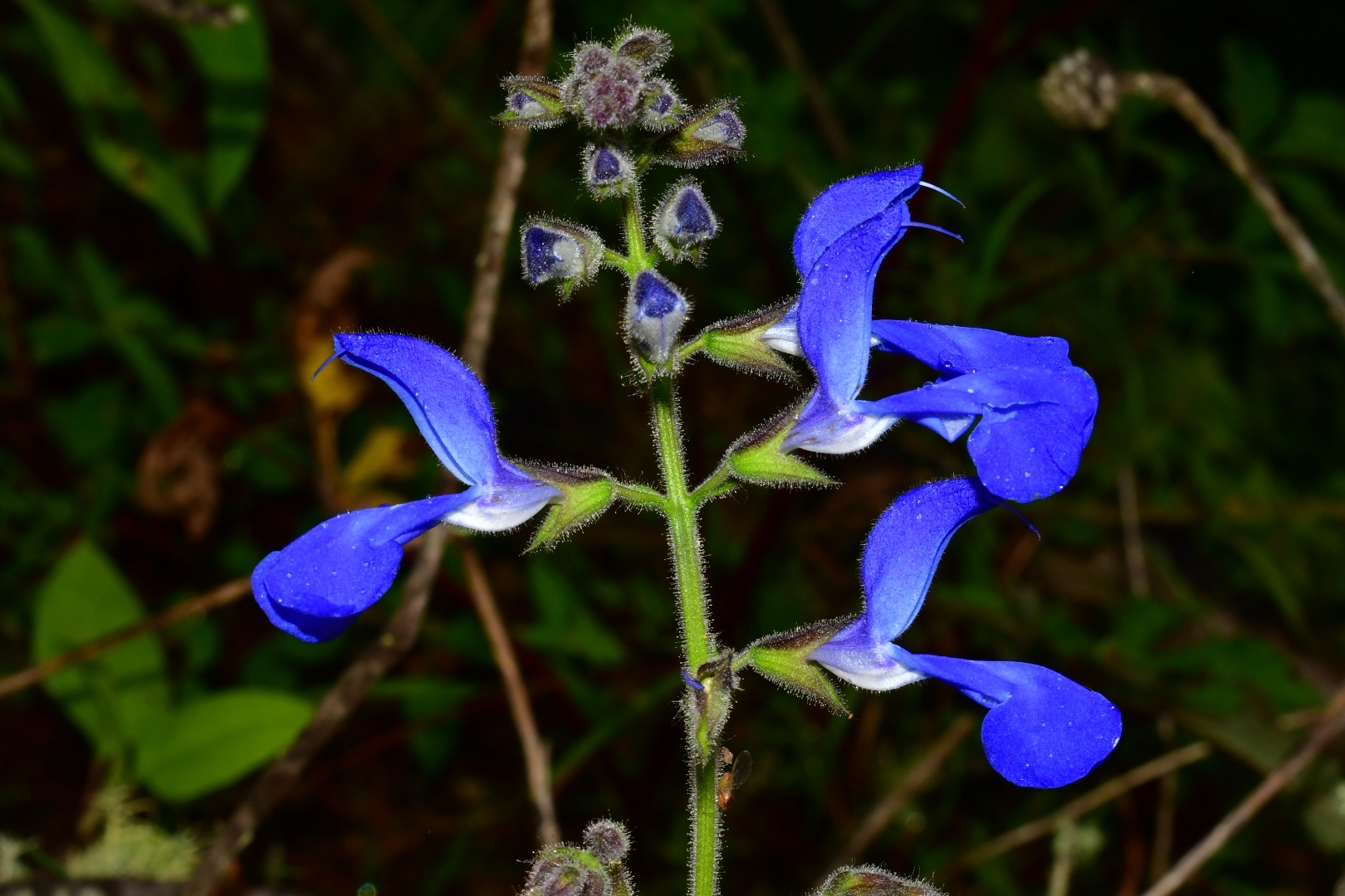 Salvia patens store