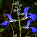 Salvia patens - Photo (c) Joey Santore,  זכויות יוצרים חלקיות (CC BY-NC), הועלה על ידי Joey Santore