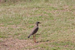 Vanellus coronatus